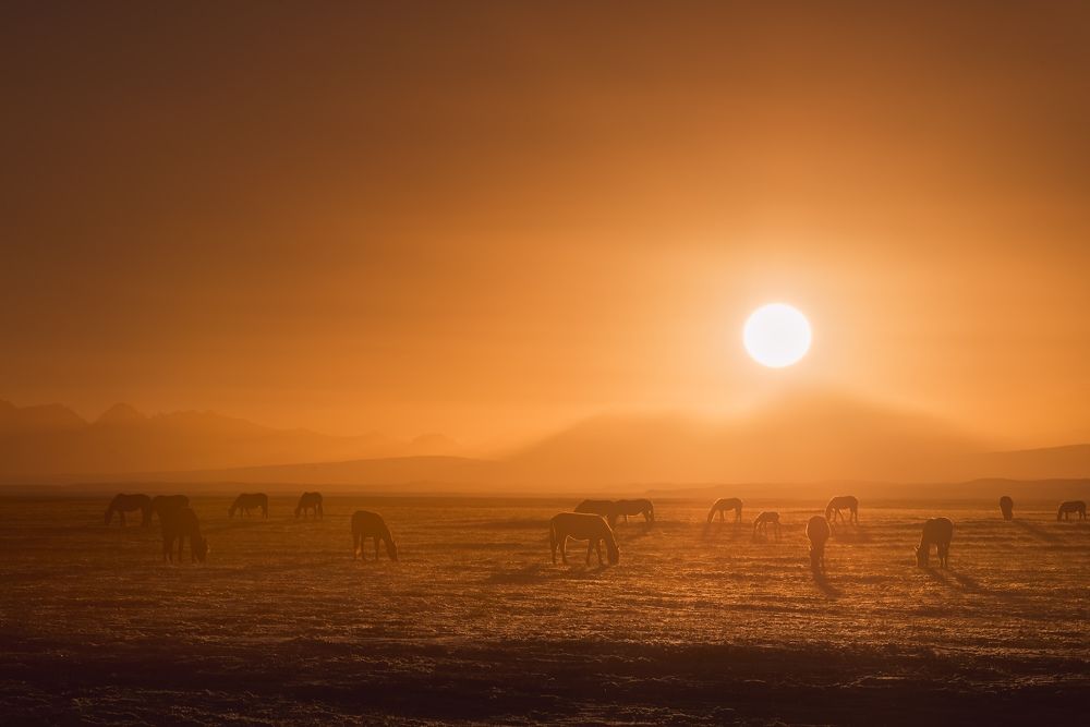 Пастбище у подножья крыши мира