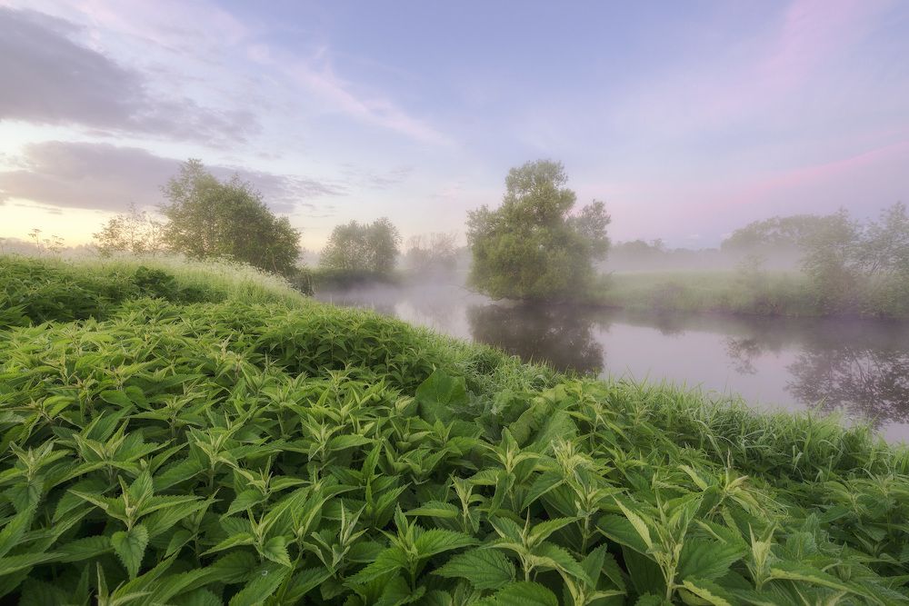 Крапивное царство...