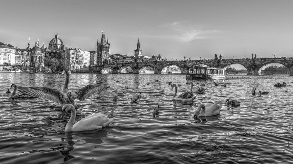 Life on the Vltava river in Prague.
