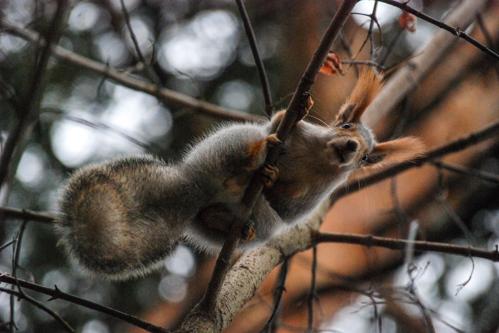 Непрошенный гость