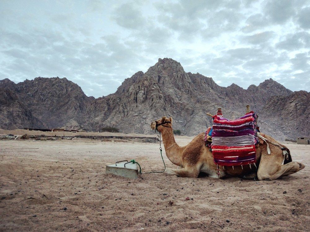 Вечный житель пустыни