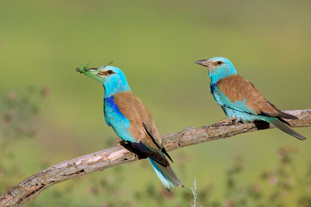 Конфетно-насекомовый период