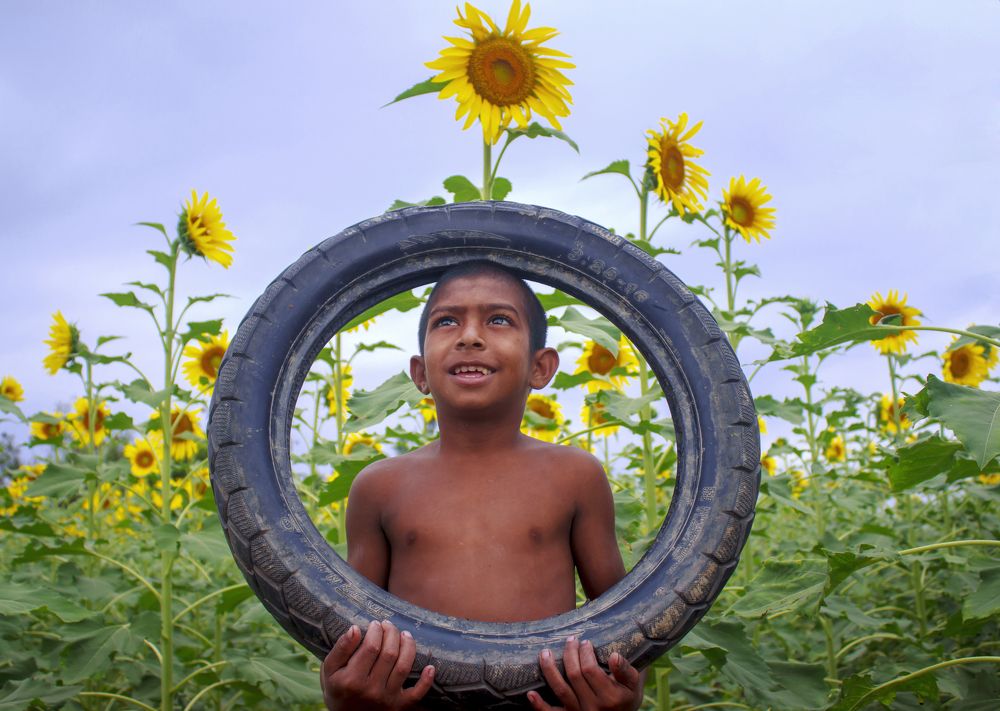 The Boy from Sunflower Garden