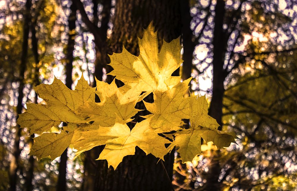 ОСЕННИЙ ЛЕС