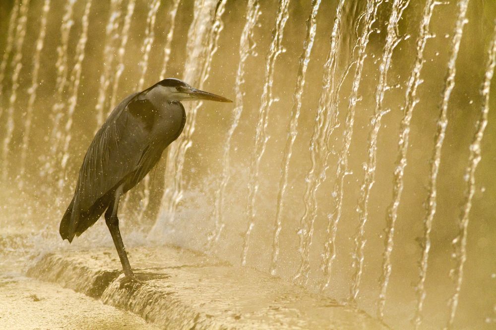 Urban heron