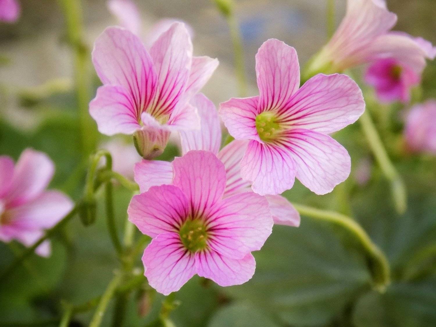 Wild Flowers