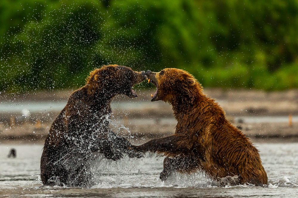 Bears Fighting