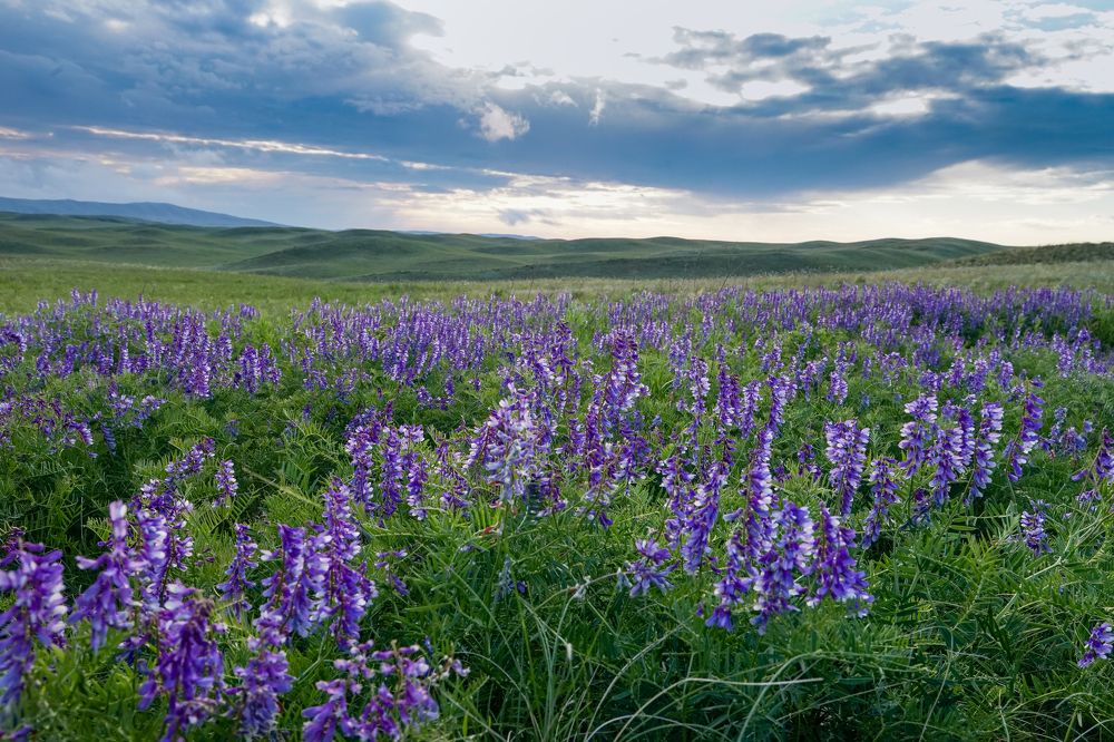 Степь в горошек.