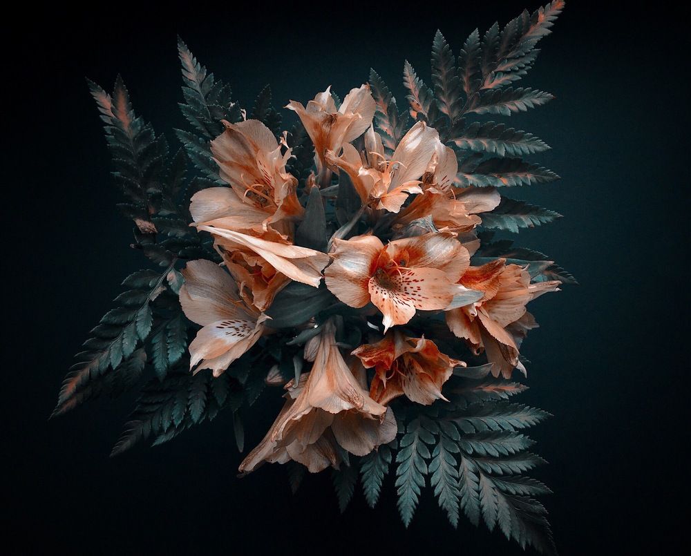 Увядая, расцветают