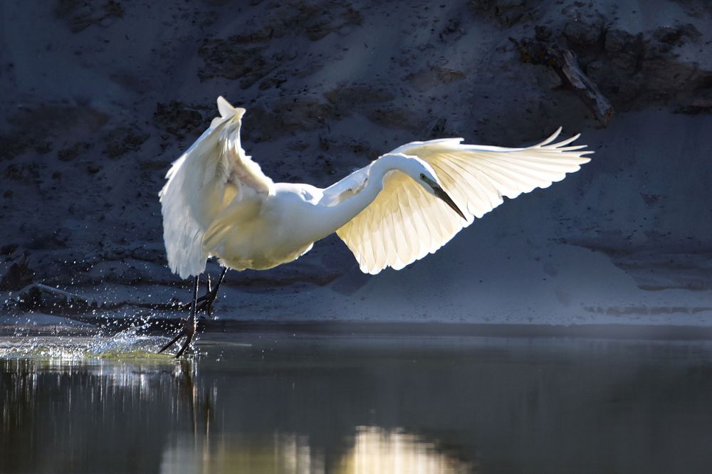 Зимняя рыбалка Белой цапли