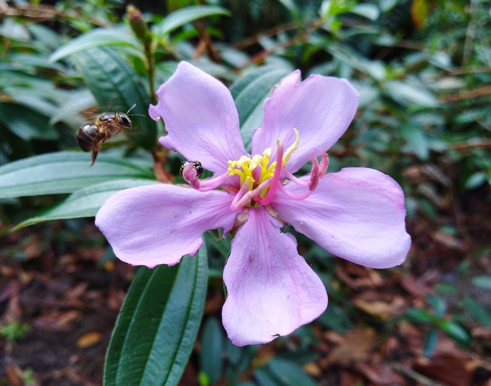 a bee flying to the flower
