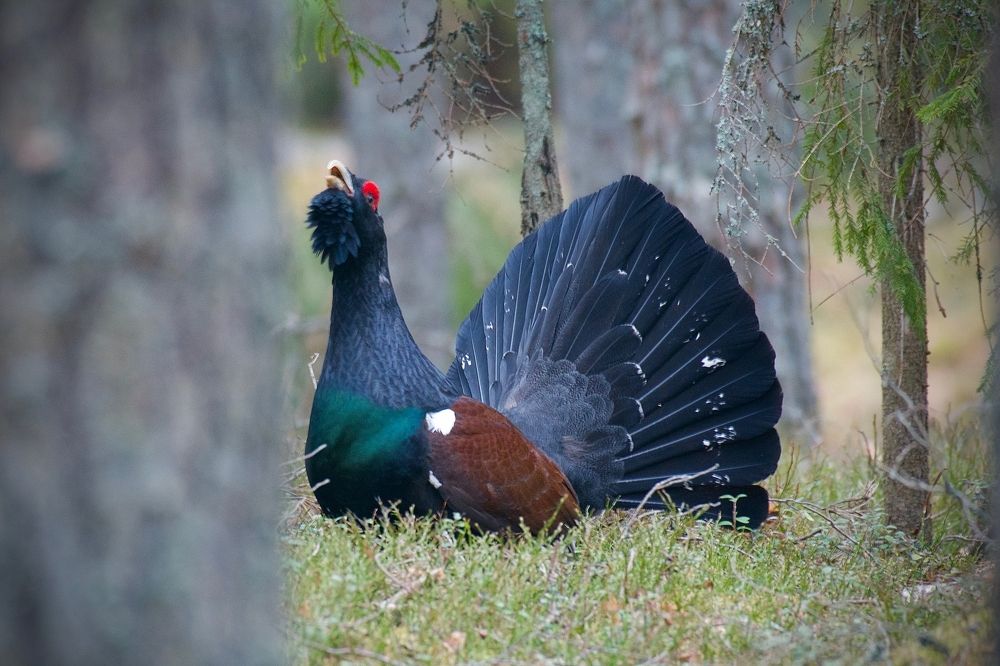 "Играй гормон."