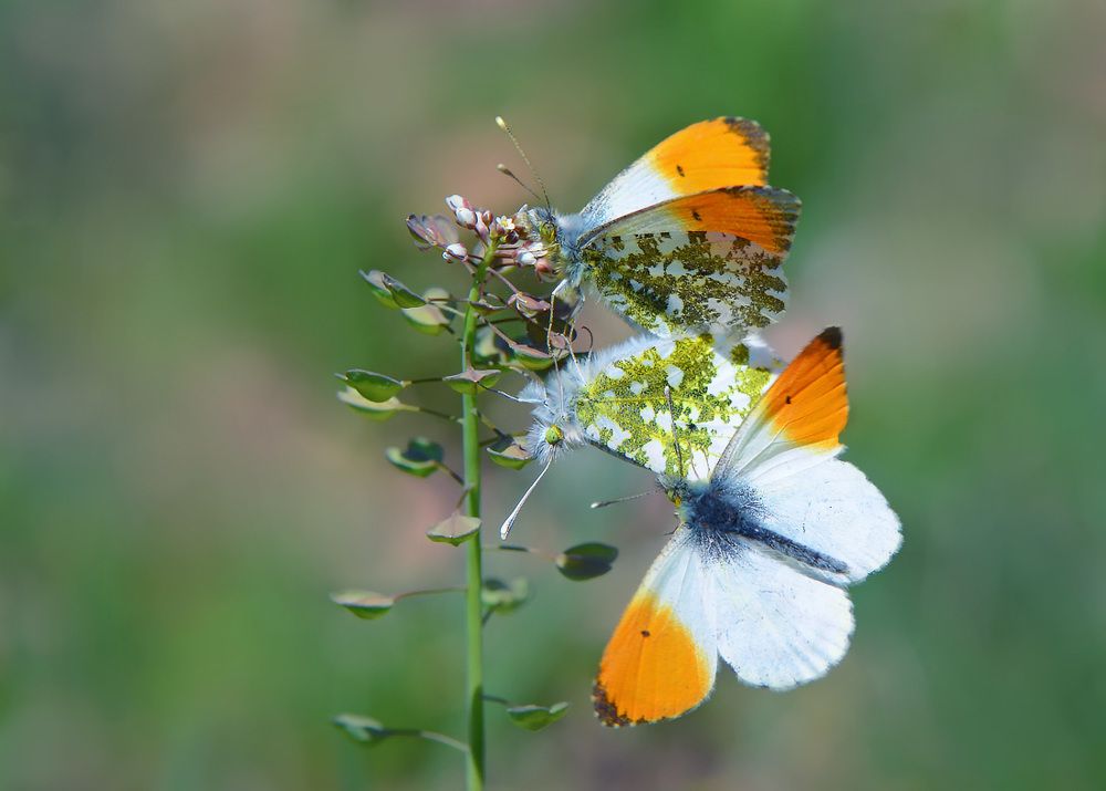 Зорьки флиртуют.