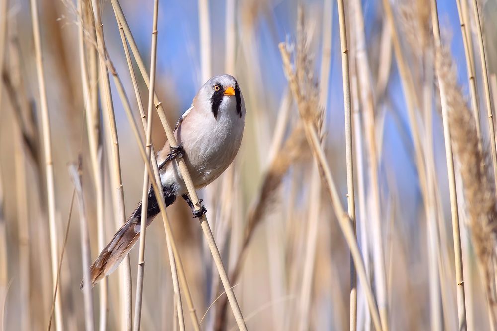 Чем я парень не хорош?)))