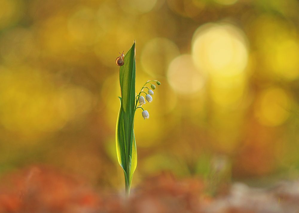 Может кроха-мечта и мала...