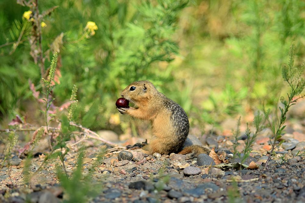 За трапезой