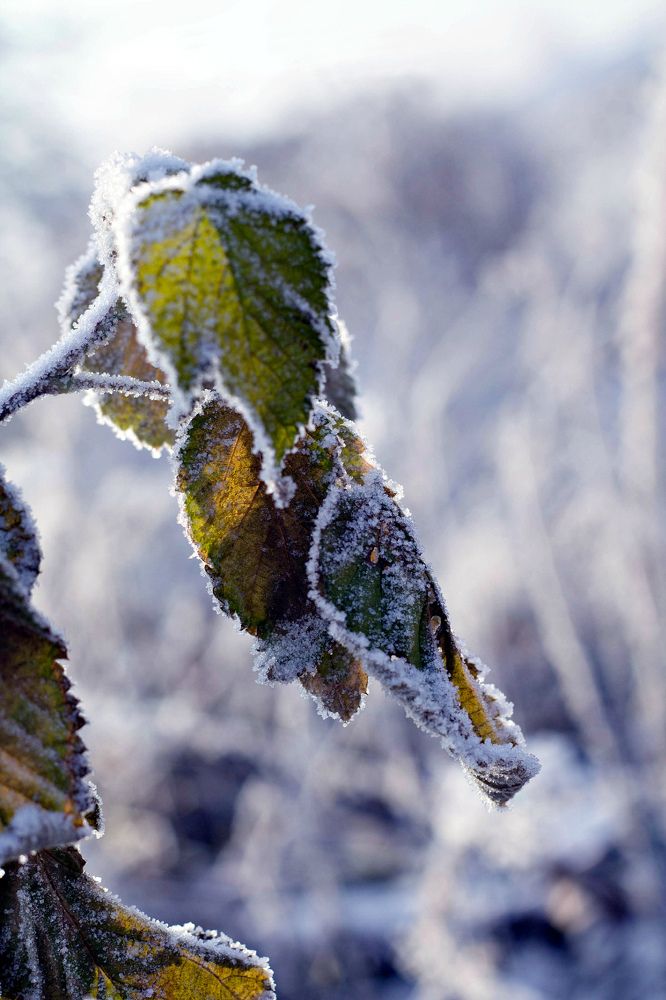 Photograph by Юлия Зезюлина