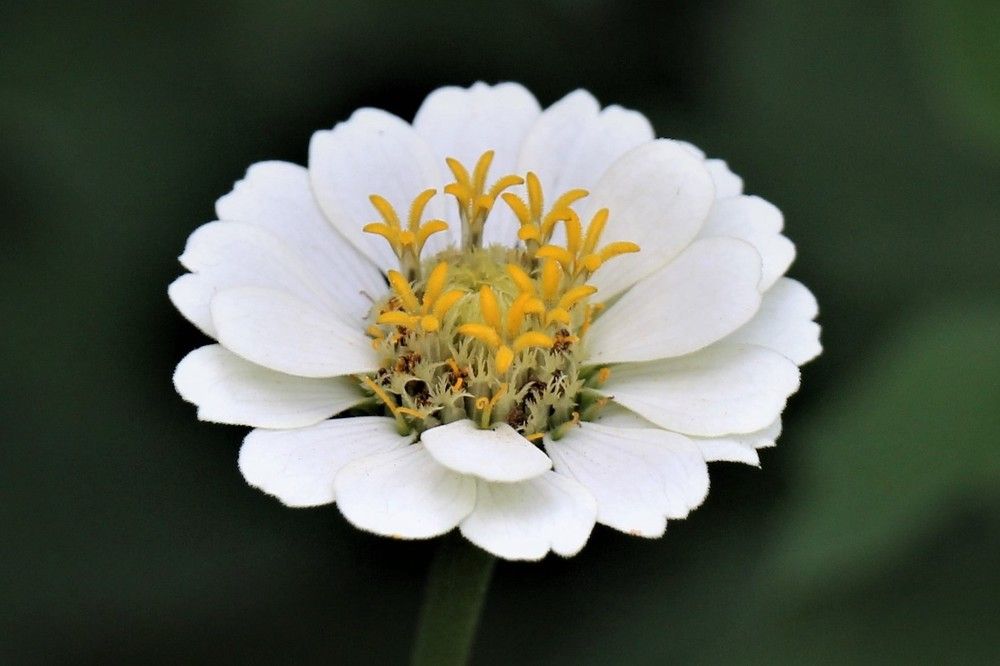 White Petals