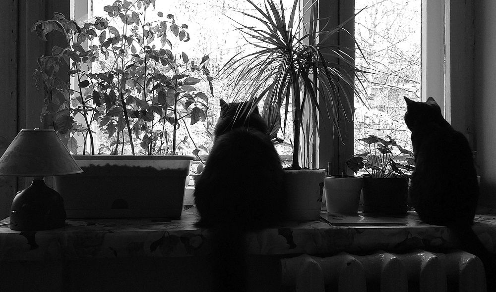 Photo #3057176