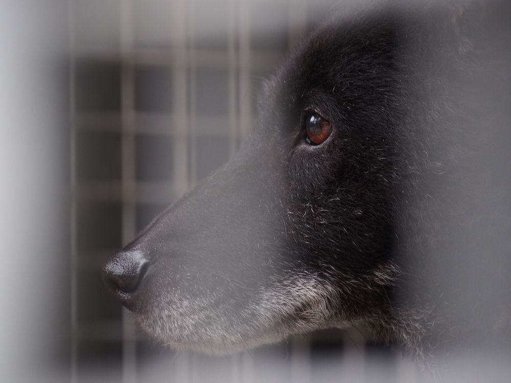 Roki (dog) from animal shelter