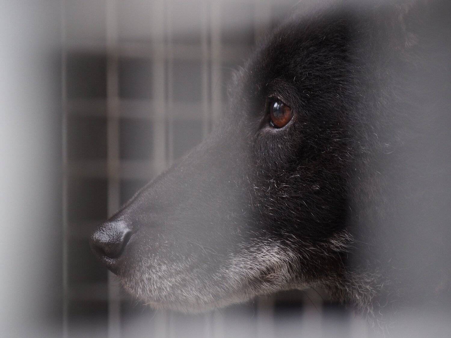 Roki (dog) from animal shelter