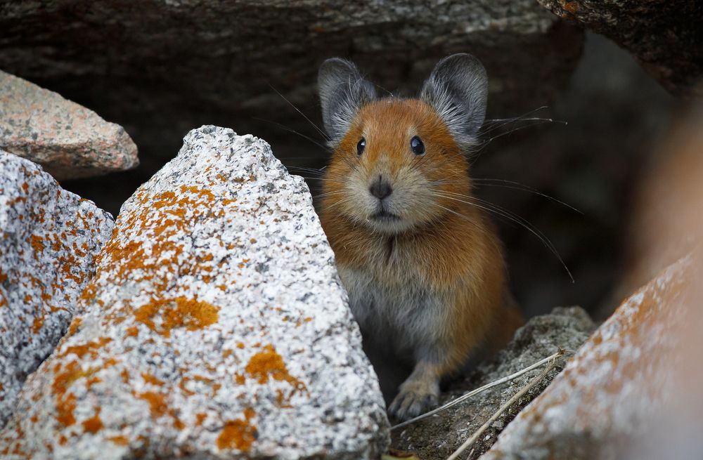 Красная пищуха