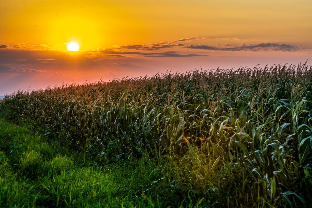 corn land