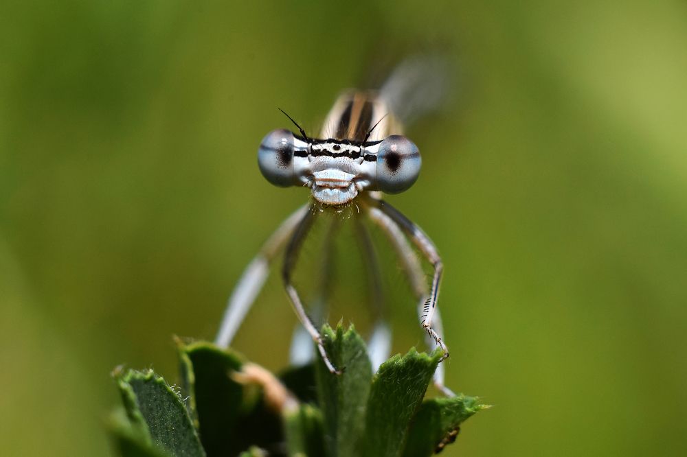 Ну и че те надо?