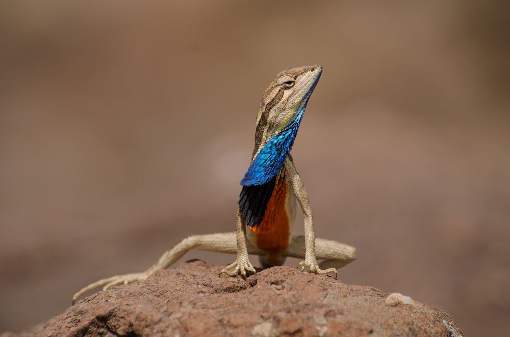 Romeo Of The Grasslands (Fan Throated Lizard)