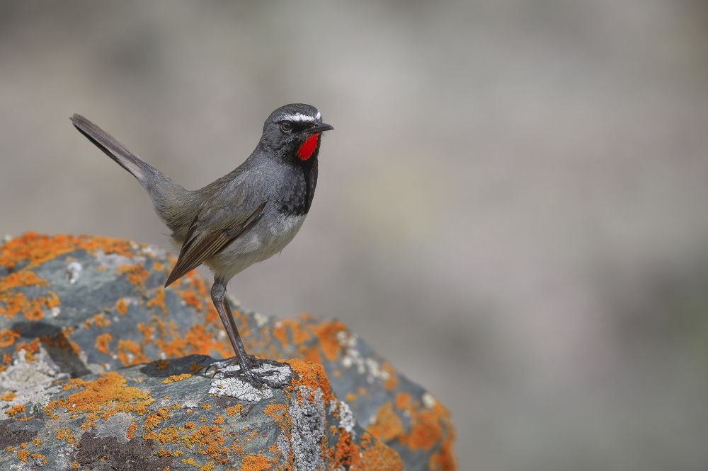 Черногрудая красношейка