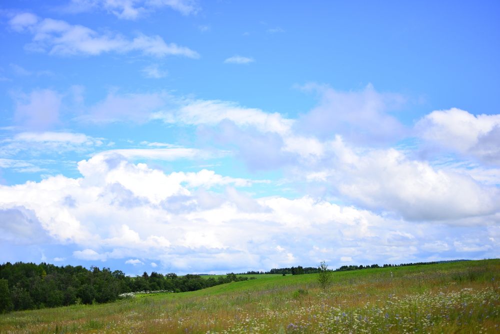 разнотравие