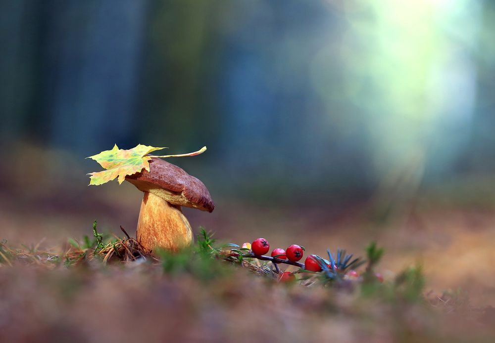 Последний из Могикан.