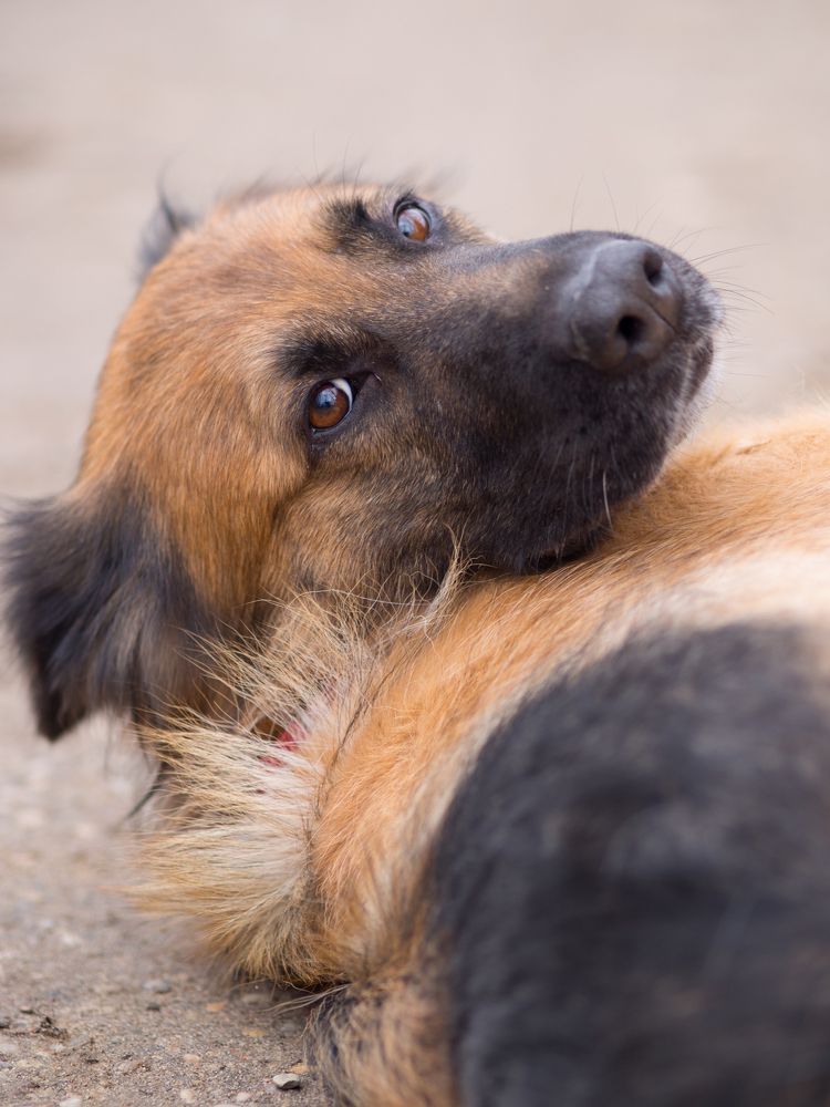 Dog from animal shelter