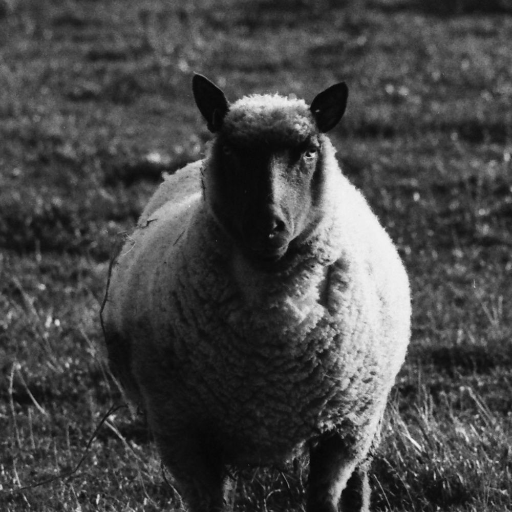 Sheep the killer
