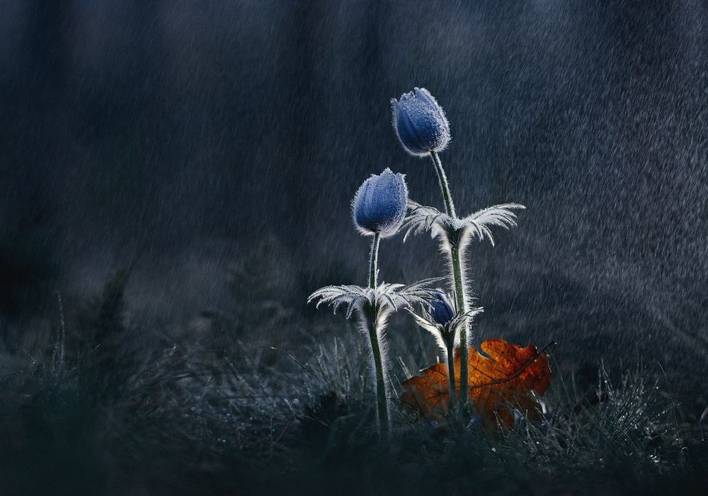 "Лесная семейка"