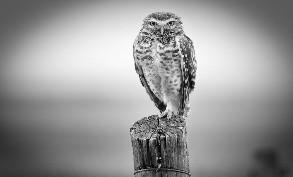 Lechucito Vizcachero