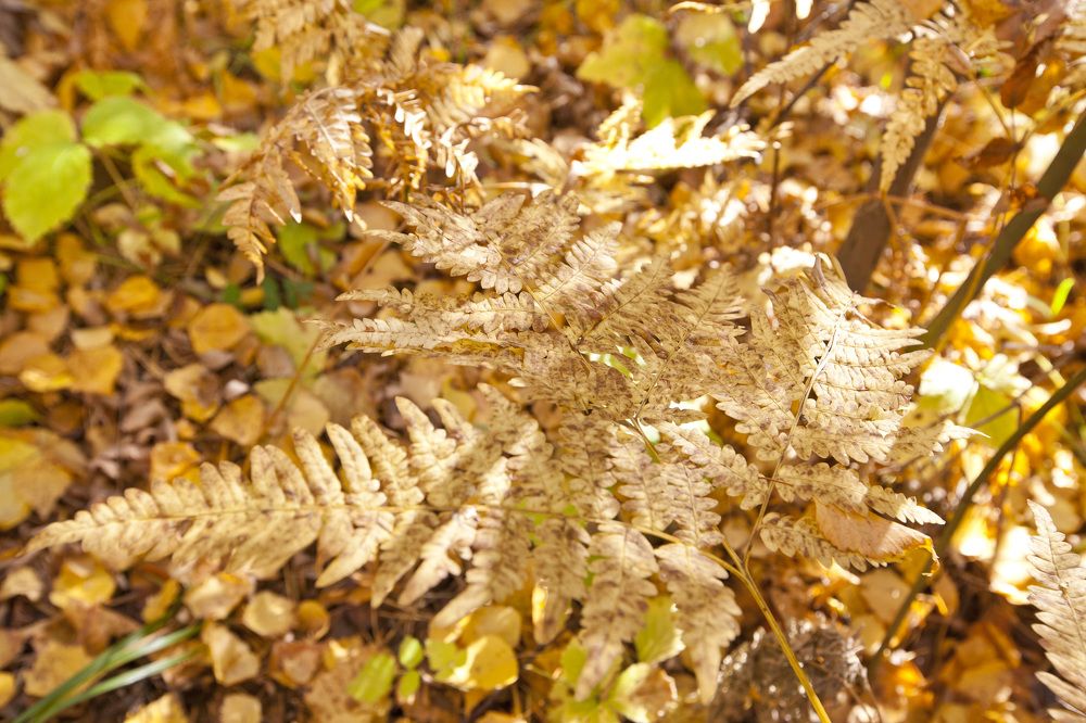 Осенняя листва