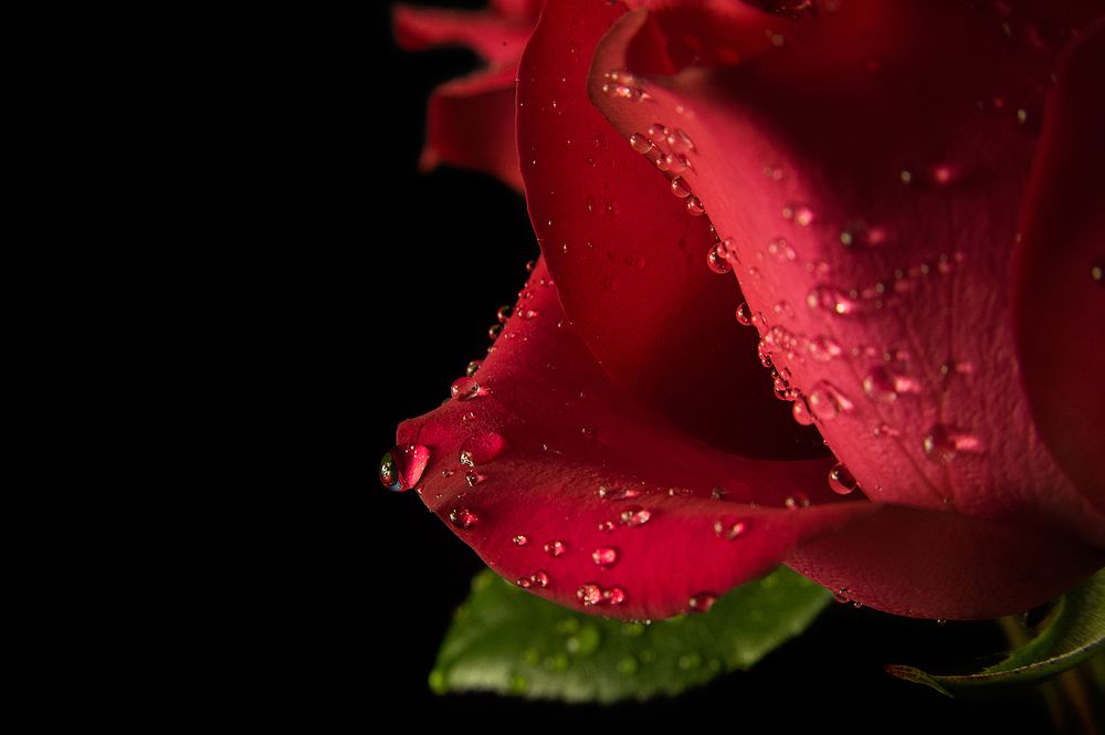 Капли на розе