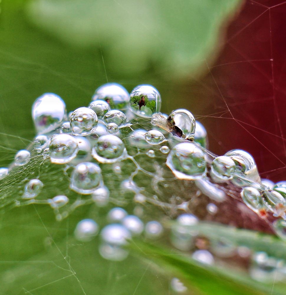 Love is captured in dewdrop