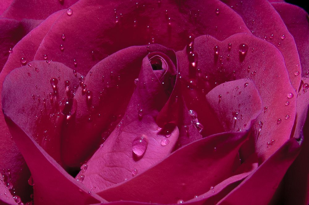 Влажная роза