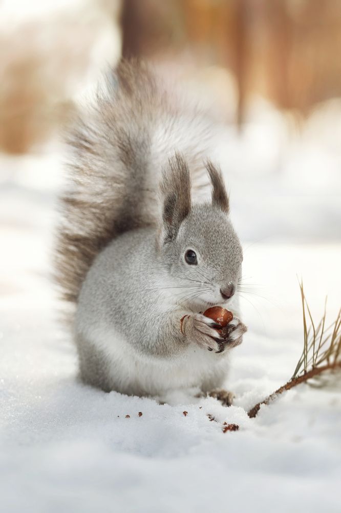 В гостях у белочки