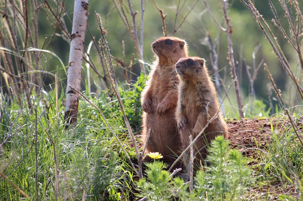 Утро сурков