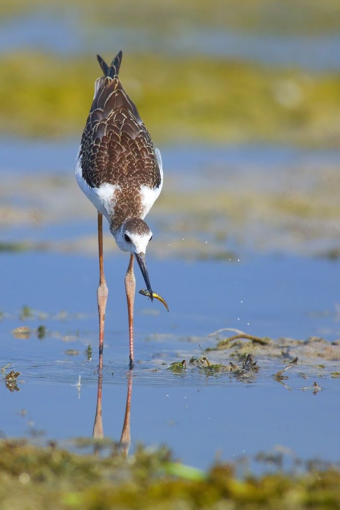 Молодой ходулочник
