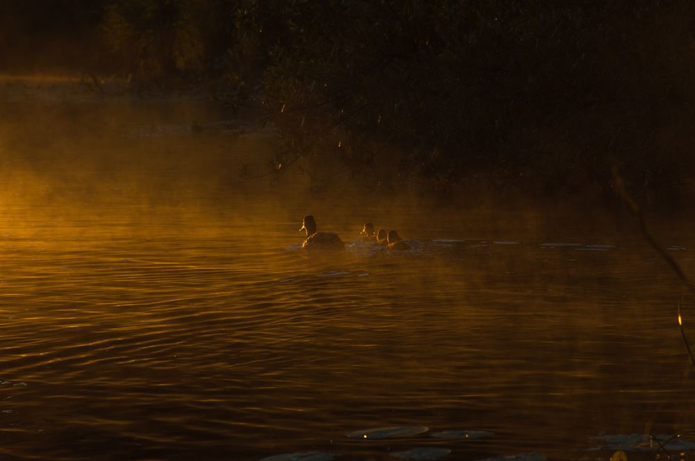 Ducks