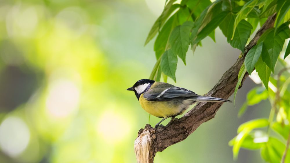 Большая синица \ Great tit \ Parus major
