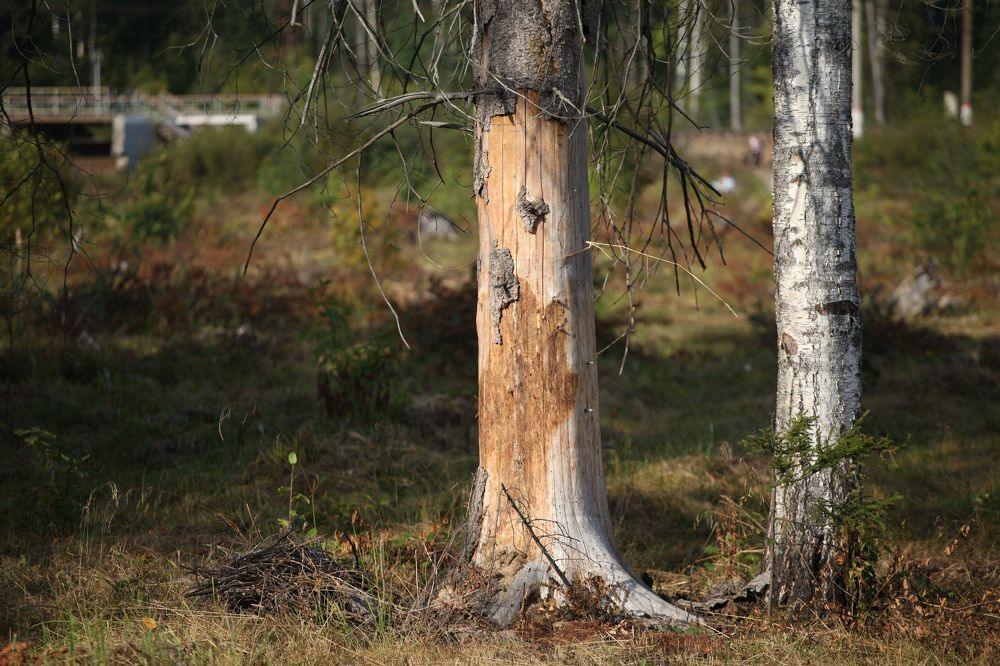 Photograph by Ekaterina Stasenko