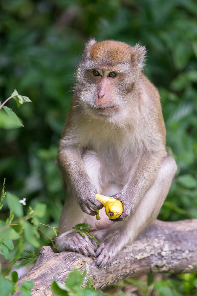Эти глаза напротив...