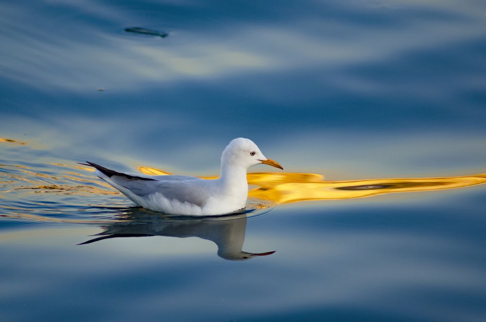 Seagull