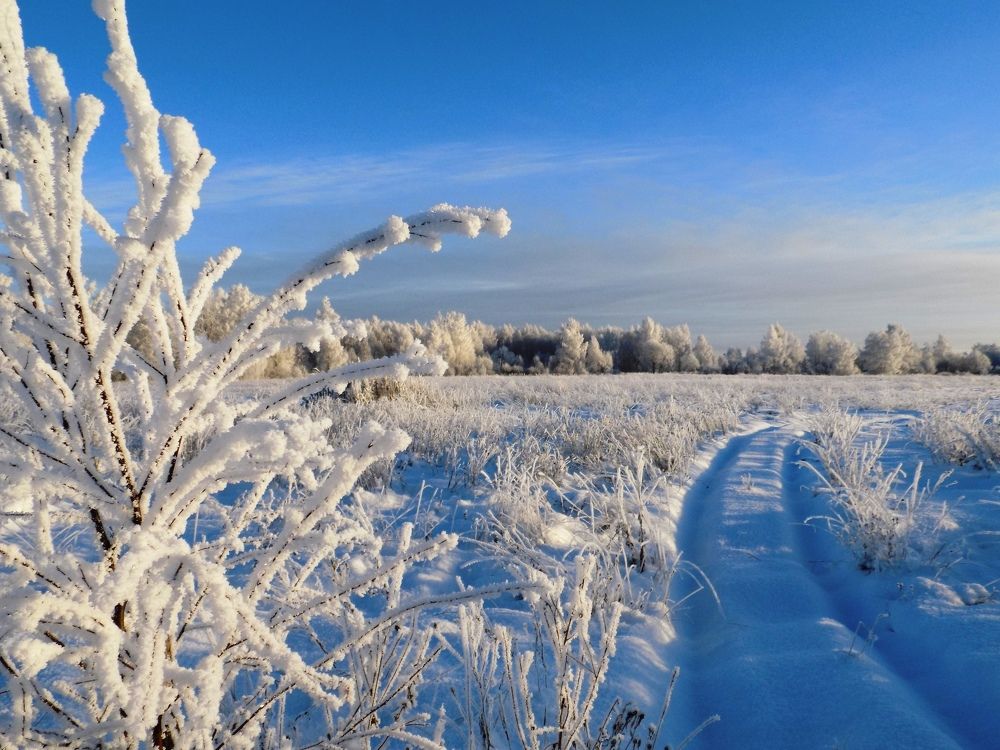 По дороге в лес