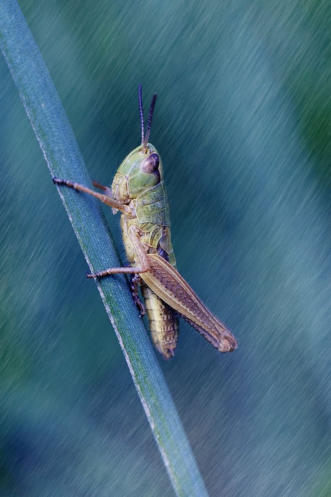 Обитатель иного мира